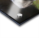 The wolf also known as the greygray wolf or timber wolf  Acrylic print