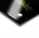 Grass along the rivers edge Acrylic print