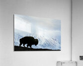 Buffalo in the winter Acrylic Print