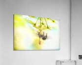 Bumble going in for the nectar Acrylic Print