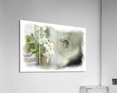 Bubble bee looking for nectar Acrylic Print