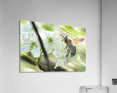 Bumble bee on flower Acrylic Print