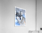 Wolf portrait Acrylic Print