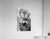 Mountain lion roaring Acrylic Print