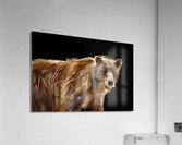 Portrait brown bear Acrylic Print