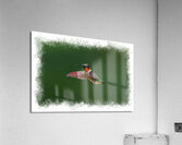 Hummingbird flying Acrylic Print
