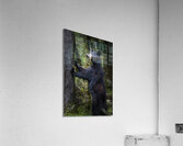 Black bear looking ahead for danger. Acrylic Print