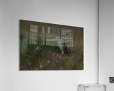 Burrowing owls over their nest Acrylic Print