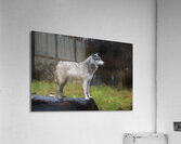 The wolf also known as the greygray wolf or timber wolf  Acrylic Print