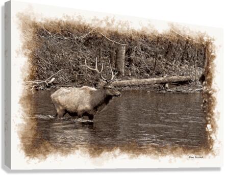Elk crossing a river Canvas Print