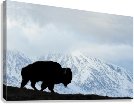 Buffalo in the winter Canvas Print