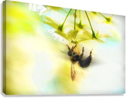 Bumble going in for the nectar Canvas Print