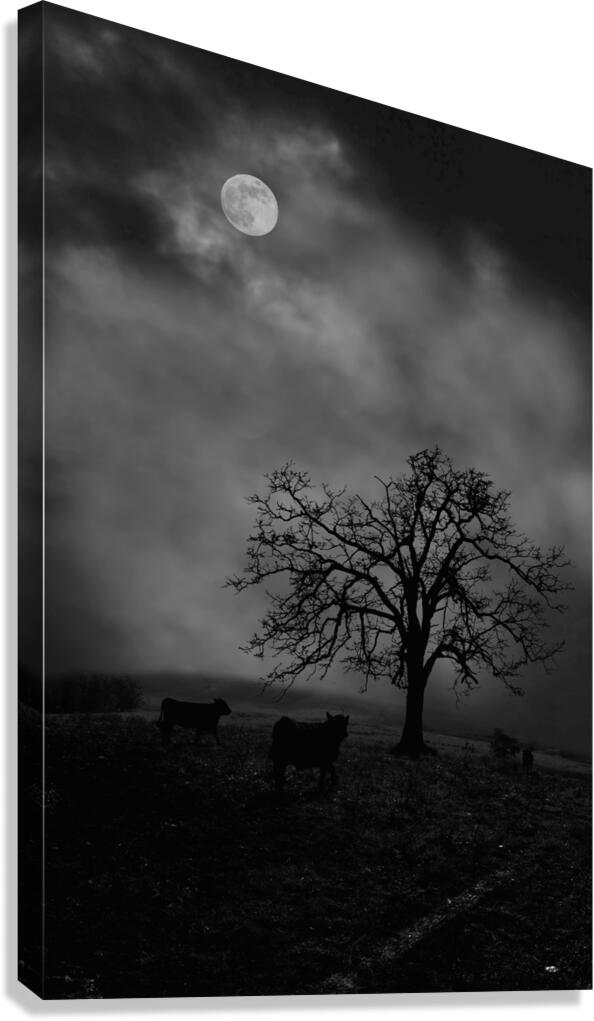 Moonlite tree on the farm Canvas Print