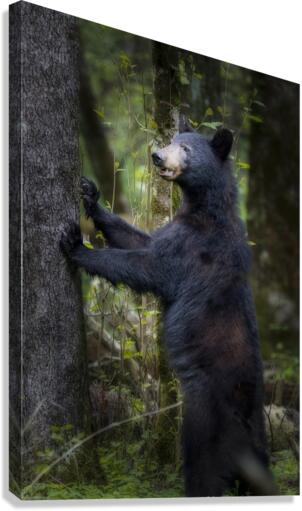 Black bear looking ahead for danger. Canvas Print