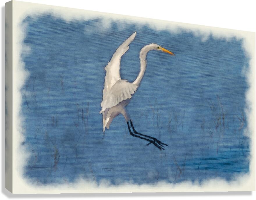 White egret landing Canvas Print