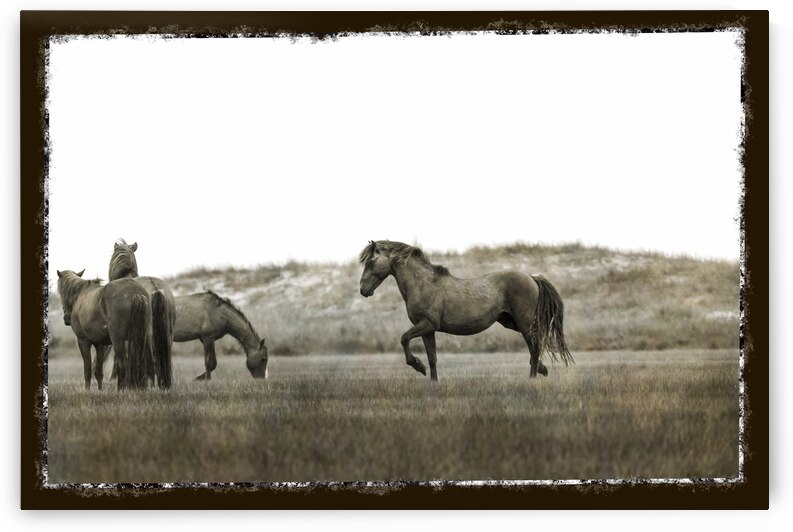 The dominant stallion is the boss. by Daniel L Friend