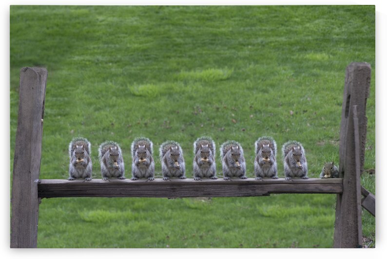 Squirrels lined up on fence post. by Daniel L Friend