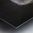 The wolf also known as the greygray wolf or timber wolf  Metal print