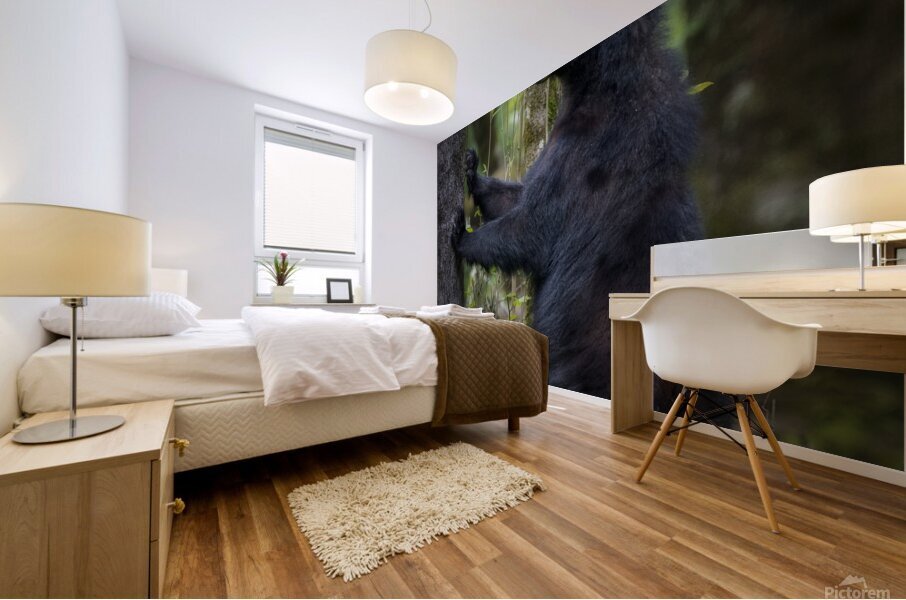 Black bear looking ahead for danger. Mural print