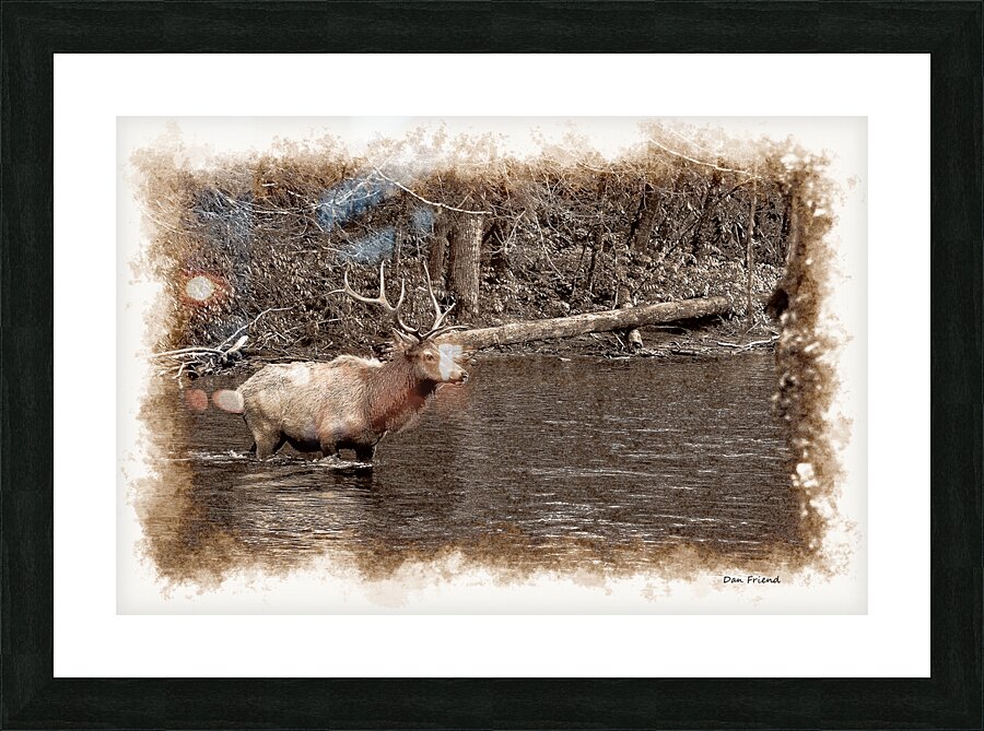 Elk crossing a river Picture Frame print