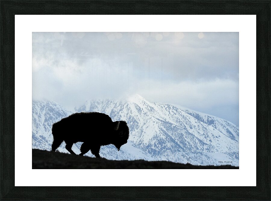 Buffalo in the winter Picture Frame print