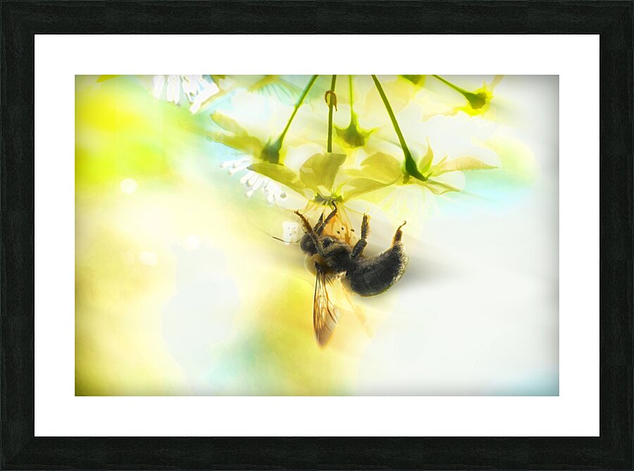Bumble going in for the nectar Picture Frame print