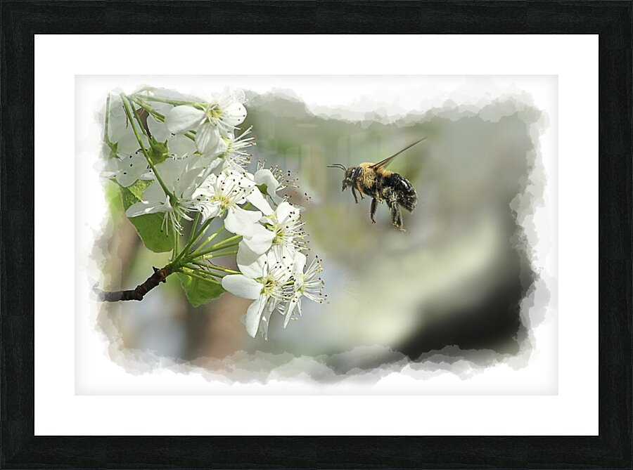 Bubble bee looking for nectar Picture Frame print
