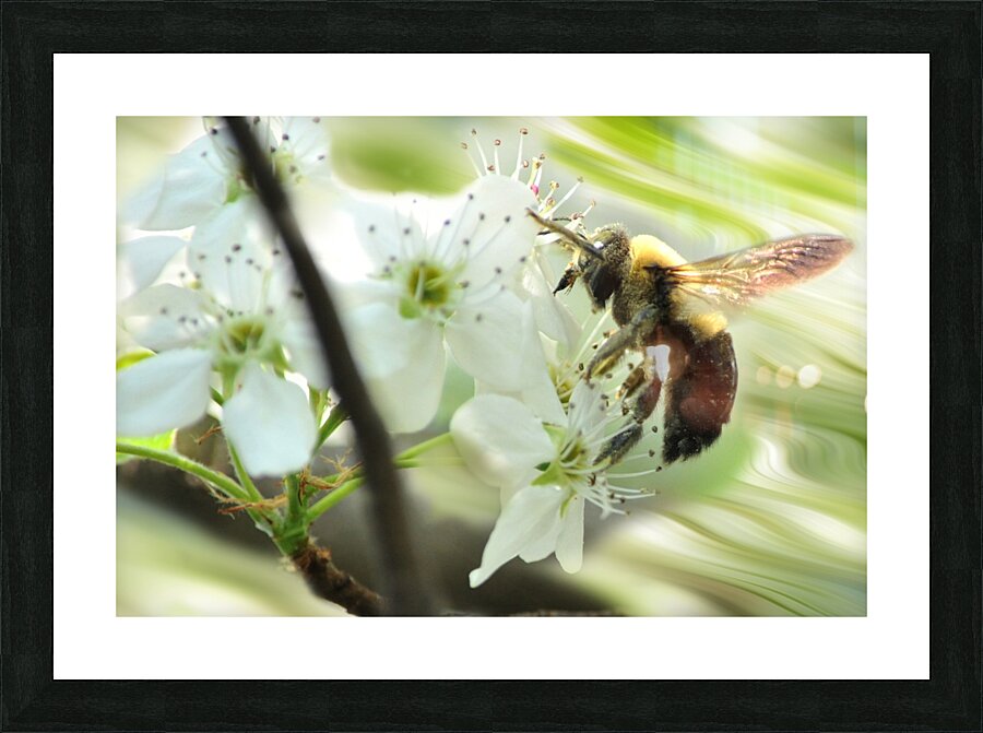 Bumble bee on flower Picture Frame print