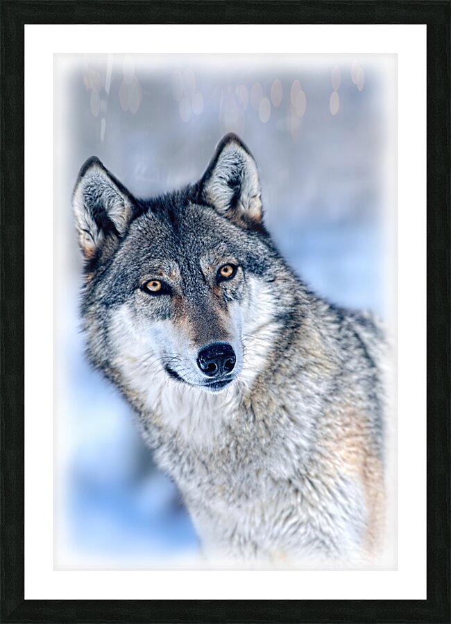Wolf portrait Picture Frame print