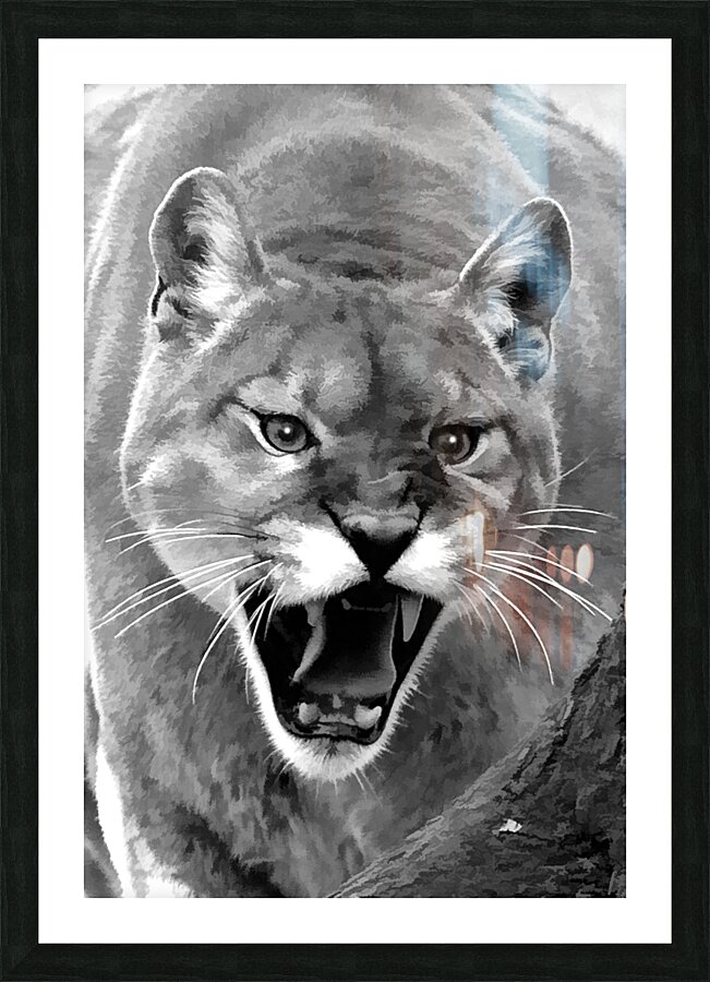 Mountain lion roaring Picture Frame print