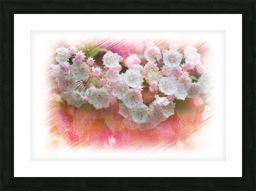 Mountain Laurel flowers Picture Frame print