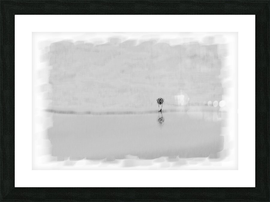Sandpiper on beach Picture Frame print