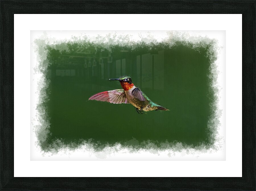 Hummingbird flying Picture Frame print