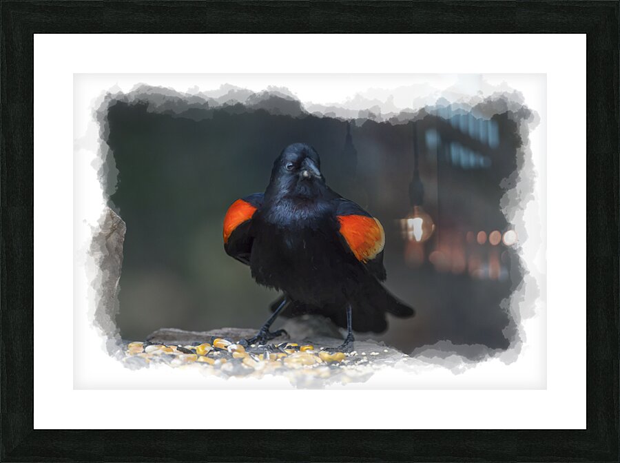 Red-winged Blackbird Picture Frame print