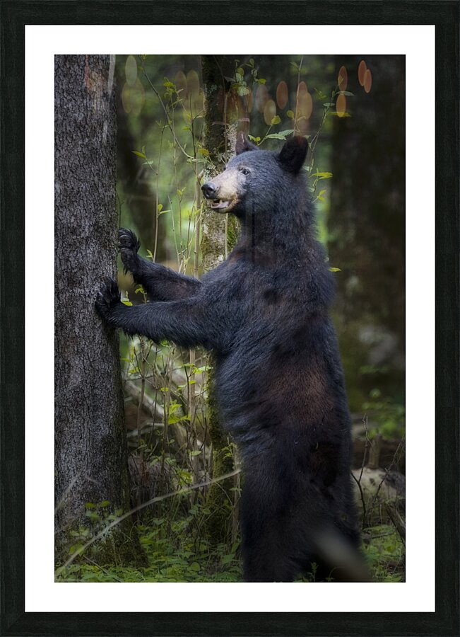 Black bear looking ahead for danger. Picture Frame print