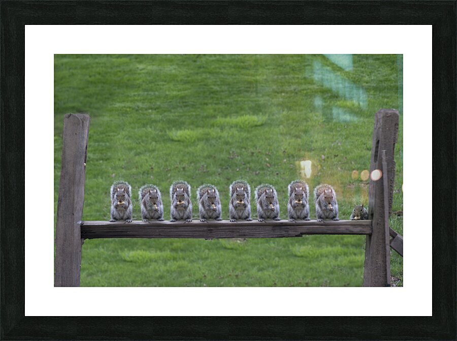 Squirrels lined up on fence post. Picture Frame print