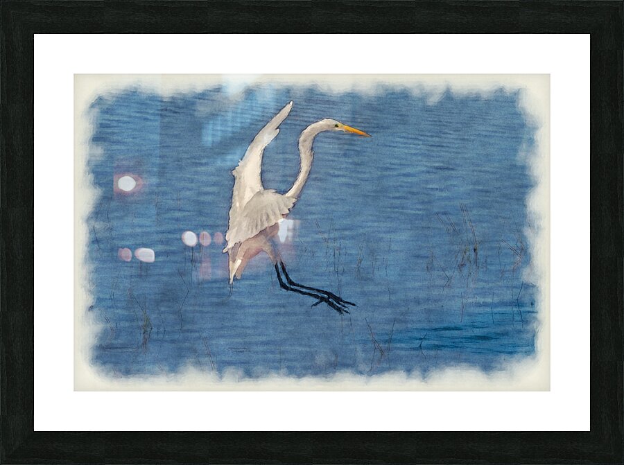 White egret landing Picture Frame print