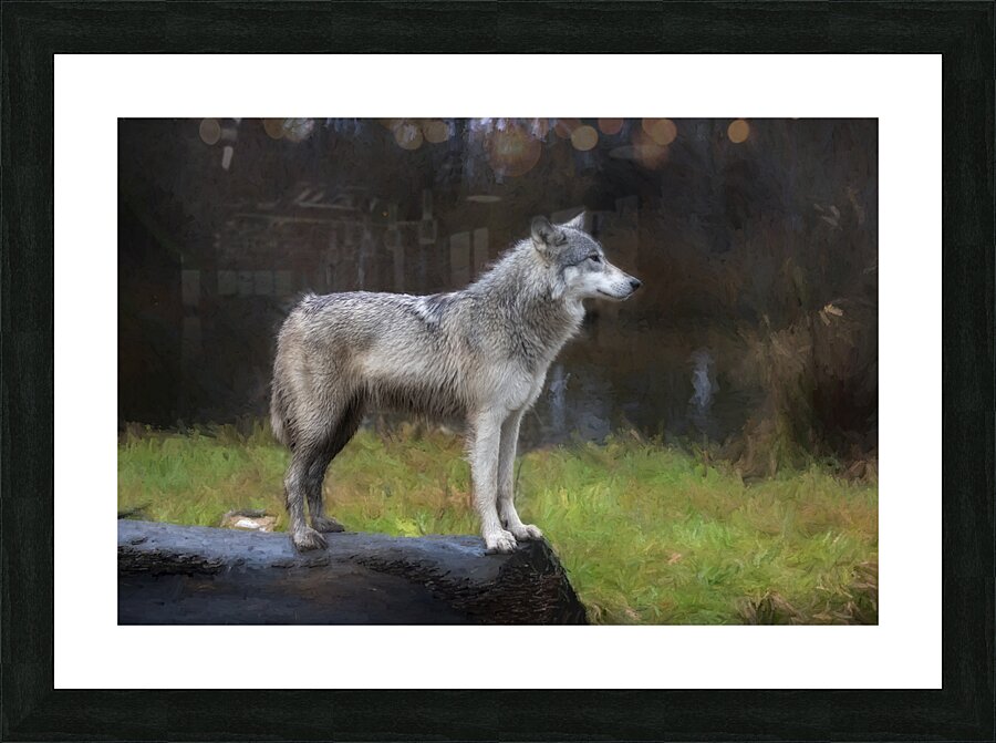 The wolf also known as the greygray wolf or timber wolf  Picture Frame print