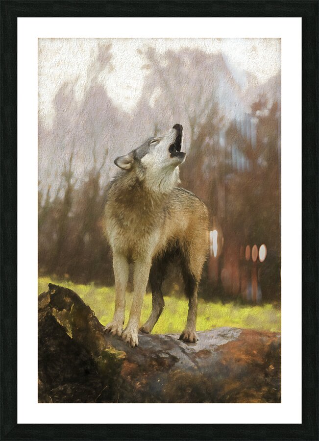 Wolves are legendary because of their spine-tingling howl  Picture Frame print