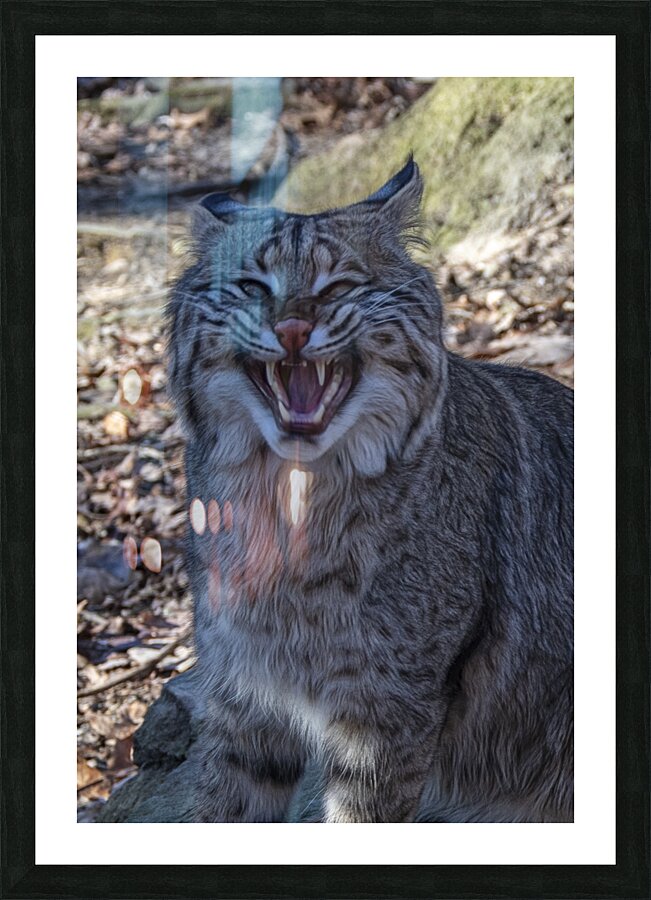 Bobcat Snarling Picture Frame print