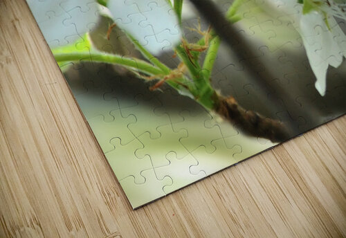 Bumble bee on flower Daniel L Friend puzzle