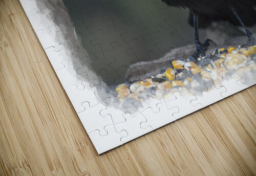 Red-winged Blackbird Daniel L Friend puzzle