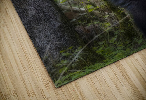 Black bear looking ahead for danger. Daniel L Friend puzzle