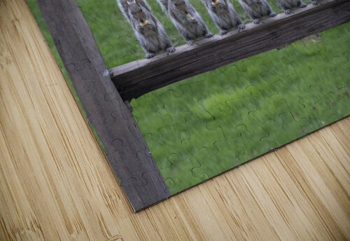 Squirrels lined up on fence post. Daniel L Friend puzzle