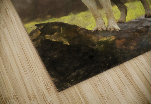 Wolves are legendary because of their spine-tingling howl  Daniel L Friend puzzle