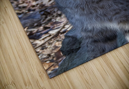 Bobcat Snarling Daniel L Friend puzzle