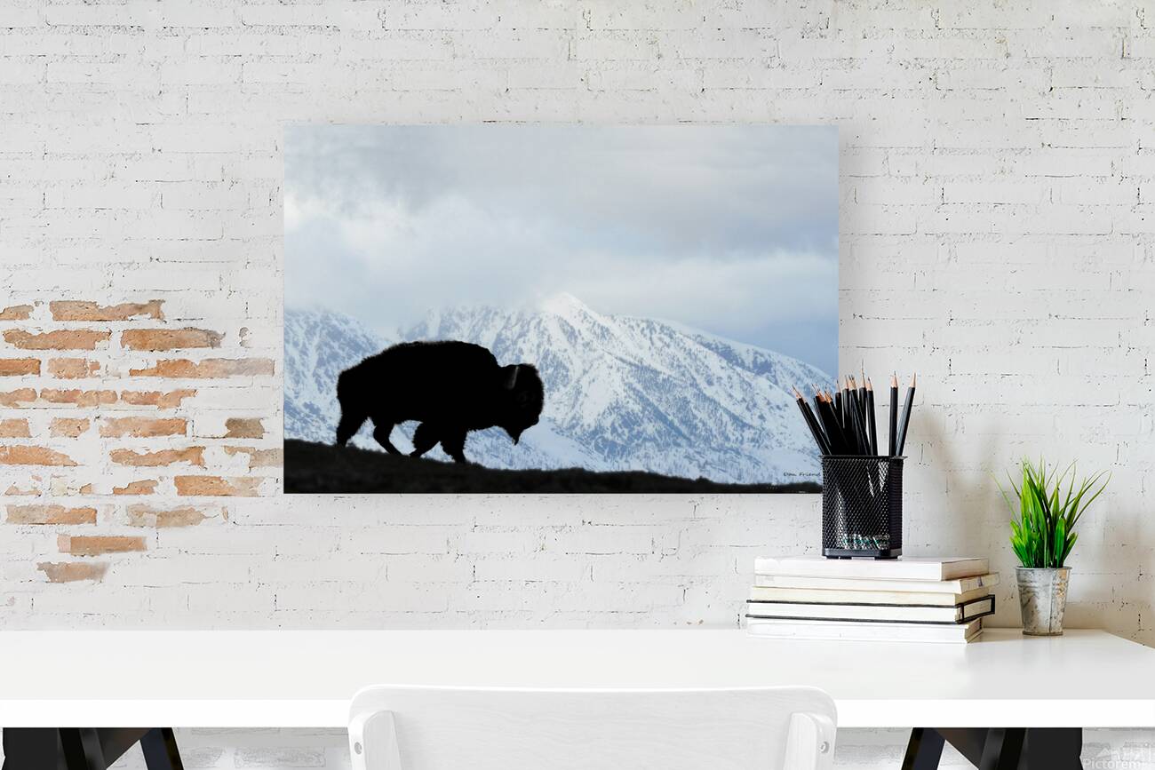 Buffalo in the winter Reproduction