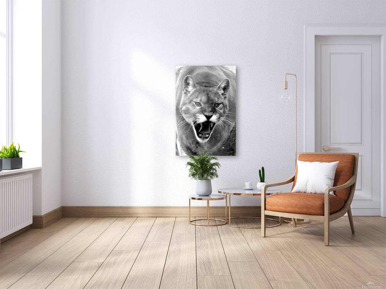 Mountain lion roaring Reproduction