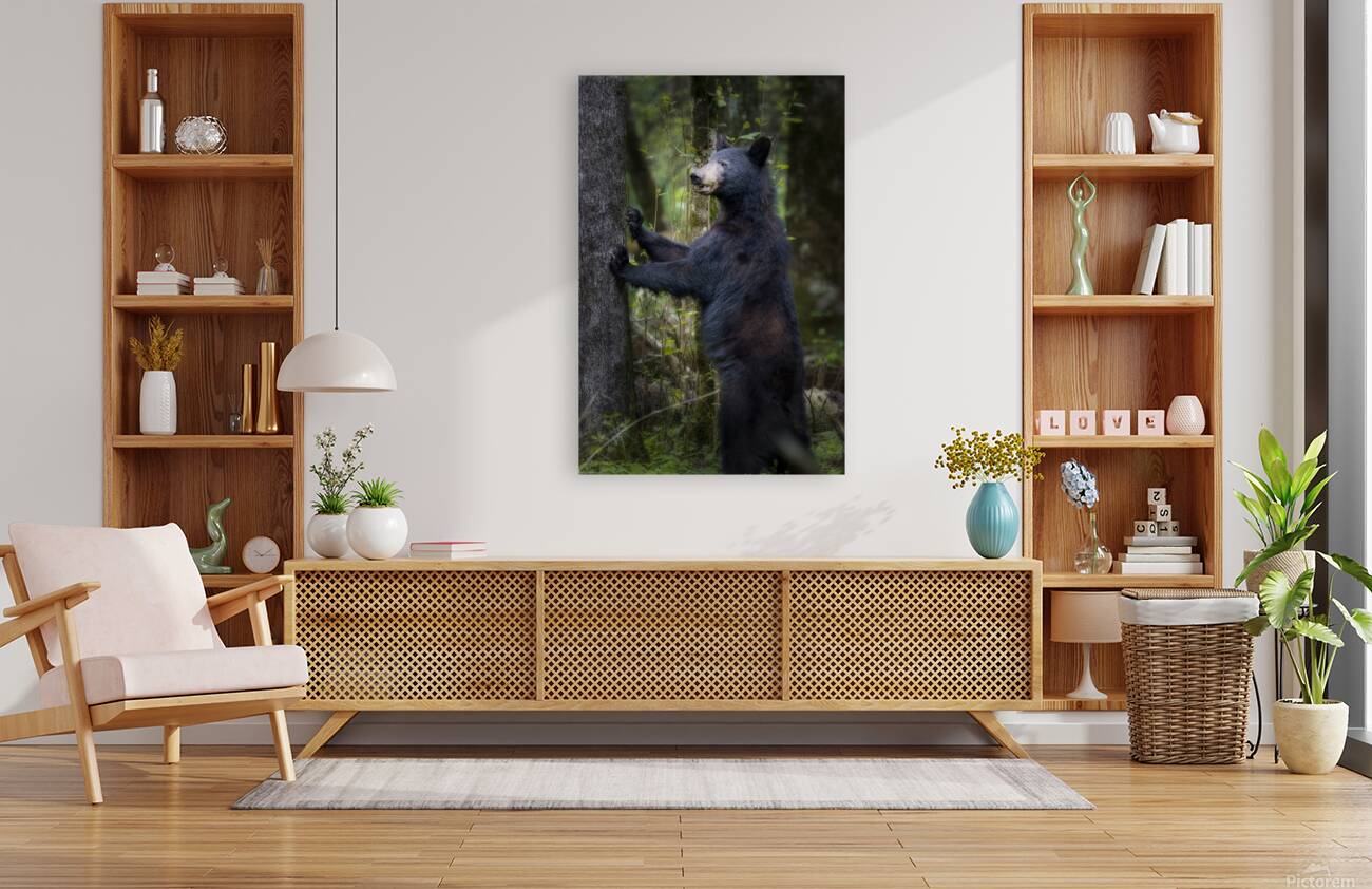 Black bear looking ahead for danger. Reproduction