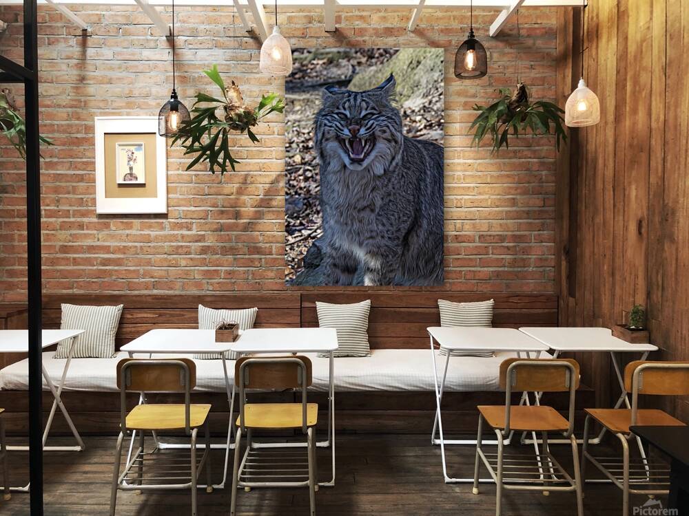 Bobcat Snarling Reproduction